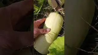When to pick a butternut squash