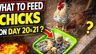 Day 20 & 21 Chicks Feeding 😱 | This Feed Gave Amazing Growth!