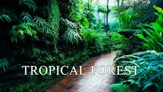 Пение птиц в тропическом лесу || Birds singing in the rainforest
