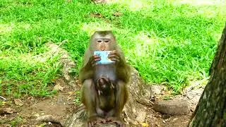 This monkey is a monkey that knows how to drink water. The monkey drank littasay