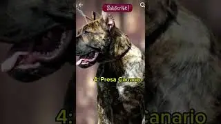 Top 10 banned dogs in the world 🌍🌍
