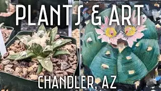 Plants & Art in Chandler, AZ | Featuring @arizonacactussales  & @ChandlerCenterforArt
