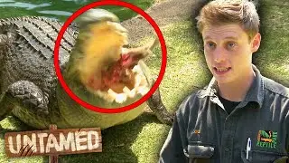 Rookie Has A Run-In With Elvis The Monster Croc! 🐊 | The Wild Life Of Tim Faulkner Clip | Untamed