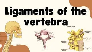 Ligaments of Vertebra
