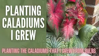 Planting Caladiums 🍃🍃🍃 || Caladium Bulb Planting || Summer Container Ideas || Shade Containers