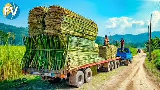 La industria caribe&ntilde;a de las bebidas espirituosas El proceso de fabricaci&oacute;n del ron