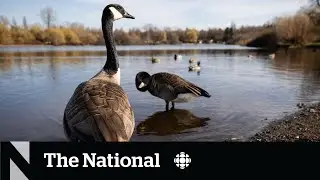 Vancouver looks for ways to manage booming geese population