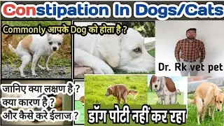 कुत्तों  के पेट में कब्ज का इलाज || Dog constipation treatment