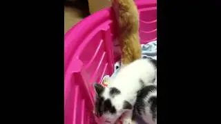 Kitten breakout!