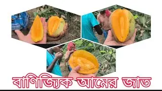 পুসা অরুনিমা আম|Pusa Arunima Mango