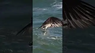 Tiger Fish Jumps Out of Water and Catches Flying Birds
