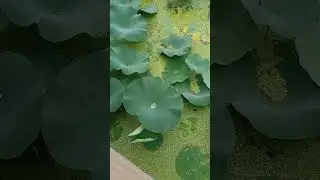 lotus Leaf Water Repellent property #experiment #jodhpur #rajasthan #nature #travel #shorts #cute
