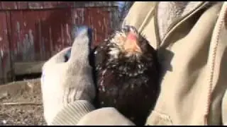 Russian Orloff Chickens - Rare Breed