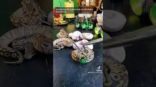 🐍 Tap training is great way to help buIld trust and understanding! 🧪 #snakes #pettraining #royal