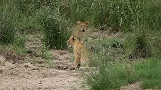 Lion Cubs In The Riverbed Copyright Free Animal Videos