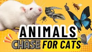 🐭 Animal Chase for Cats | Mouse, Lizard, Butterfly, Rabbit & More | Cat Games TV