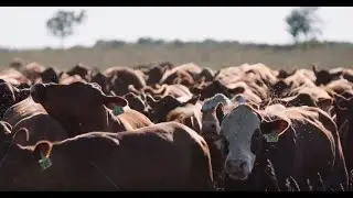 Покровные культуры для выпаса скота: почему фермеры, выращивающие пропашные культуры, должны прив...