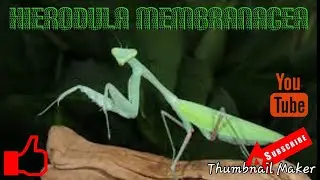 Hierodula Membranacea