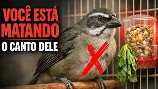 VOCÊ ESTÁ MATANDO o Canto do Seu TRINCA FERRO com Este ERRO Simples!