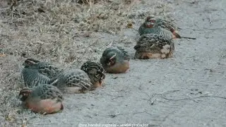Sand Bathing Behavior of Jungle Bush Quail | Ground Bird Behavior & Ecological વન લાવરી (Van Lavari)