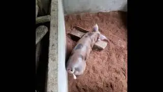 backyard hog raising!