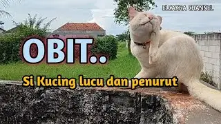 Obit kucing lucu dan penurut