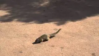 Smith's bush squirrel vs. Burchells starling