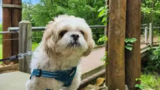 Puppy enjoying ride and nature | dog lovers | pet