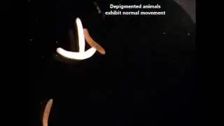 Light-induced depigmentation in planarians models the pathophysiology of acute porphyrias