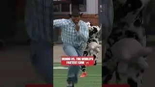 moo-ve out of the way, Henoc's coming through! 🏃💨 #CFL #CFLFootball #Football #Canada #Calgary