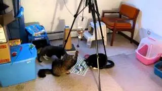 Cat Self-Feeder featuring Kahless