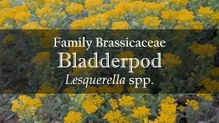 Bladderpod