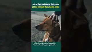 Dog Guide with Google Maps 5 stars