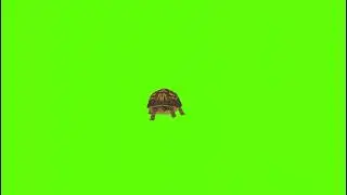 Turtle green screen|| animal green screen|| Turtle movement green screen