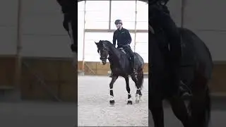 💌 ANOTHER LOVE 💌 #horse #dressagehorse #cheval #equestrian #equestrianlife #horses #horsepower