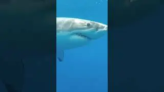 Shark lovers ❤️🦈 #greatwhite #subscride #fyp #whiteshark
