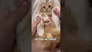 What Cats Fear Most in Winter 2 #CatLovers#CatShorts#CatHacks