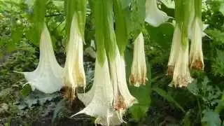 Toxic Herbs - Poisonous Plants - Castor oil plant  - Brugmansia - Eitra&eth;ar pl&ouml;ntur - Gar&eth;pl&ouml;ntur