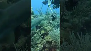 SHARK EATS INVASIVE LIONFISH!!