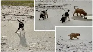 Spaniel ice-skating! 🤣