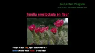 Tunilla erectoclada en fleur (ao&ucirc;t 2021)