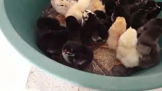 Testando chocadeira Eclo 