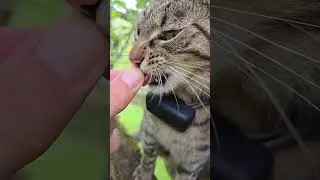 Quick sprint, quick treat #FunnyCat #PetyaVision #CatLife #RunningCat #CatTreat #CuteAnimals