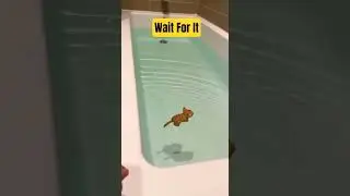 You Won&rsquo;t Believe What Happens When This Toy Cat Goes Into Water #cat #catvideo #catshorts #shorts
