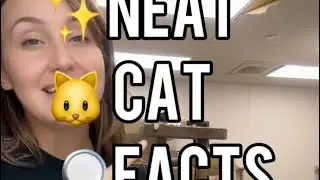Neat Cat Facts ~ They&rsquo;re all black or orange