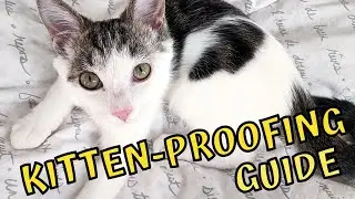 Все о том, как сделать свой дом безопасным для котят