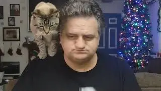 Christmas cat antics 2025