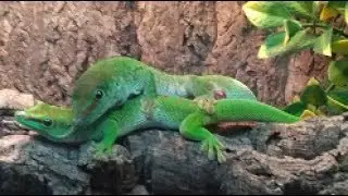 Madagascar Giant Day Gecko Breeding pt1