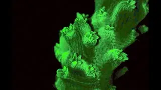 Coral Fluorescence under UV light
