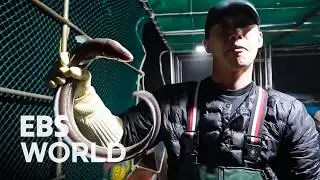 [ENG SUB] From Taxi Driver To Eel Fisherman The Hard But Profitable Life At Sea #PICKDOCU